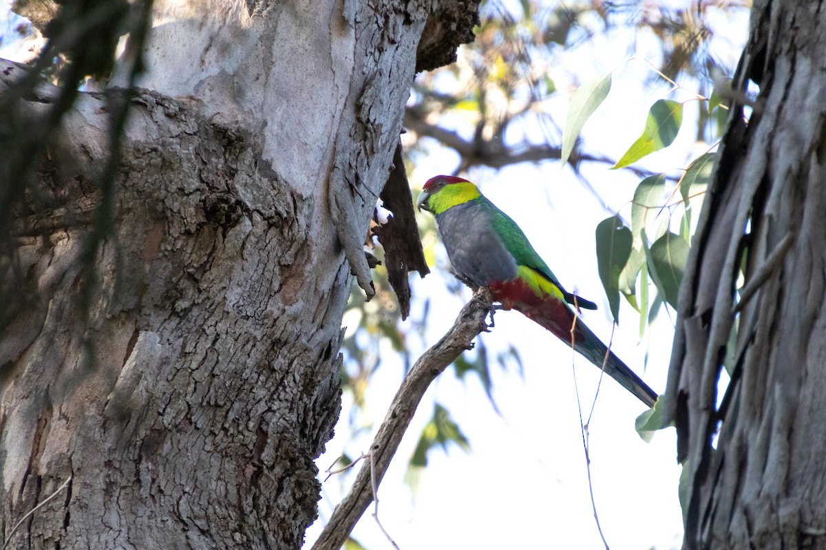 Red-capped Parrot - Romina Bauer