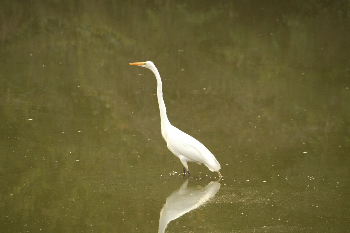 Great Egret (American) - Alex Colucci