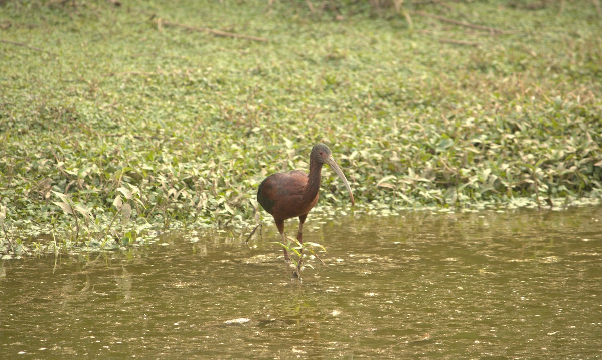 White-faced Ibis - ML623456017