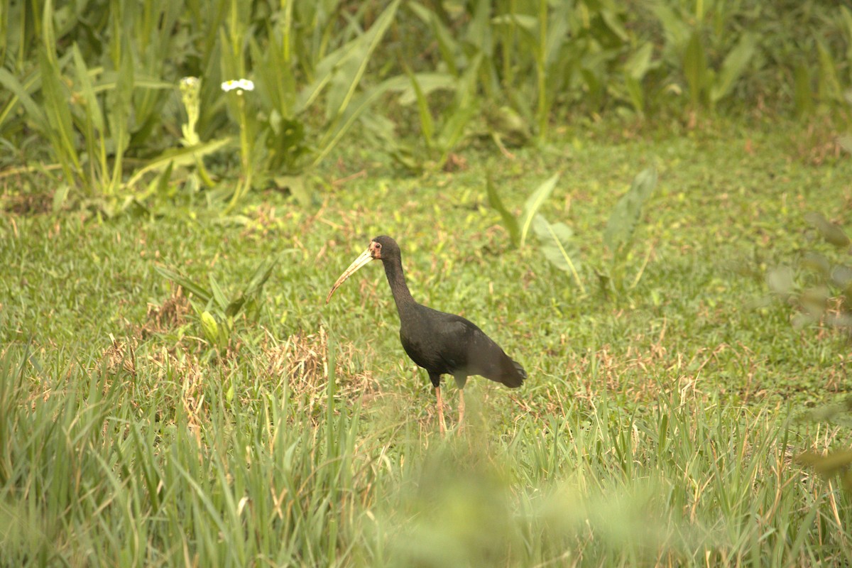 サカツラトキ - ML623456046