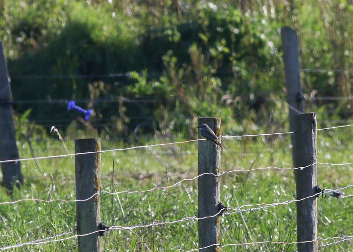 Tropical Kingbird - ML623456048