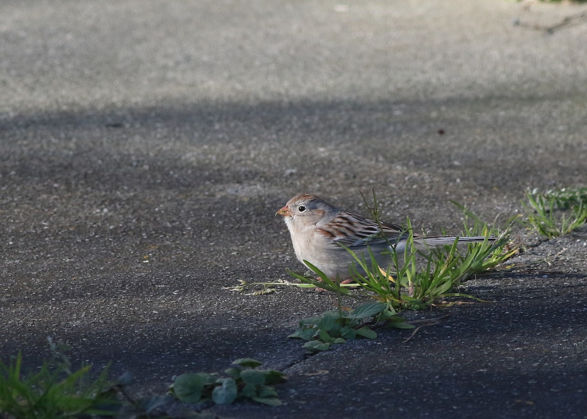 Field Sparrow - ML623456050