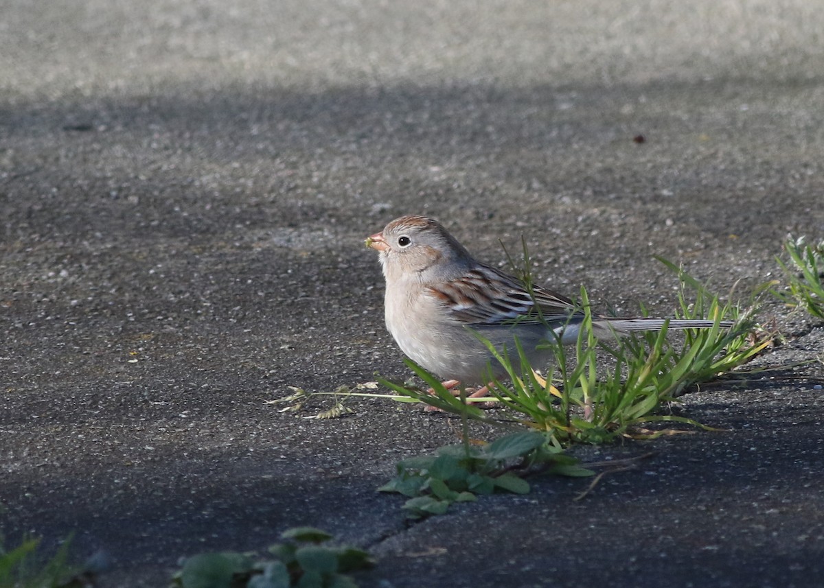 Field Sparrow - ML623456051