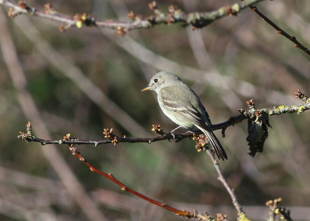 Gray Flycatcher - ML623456065