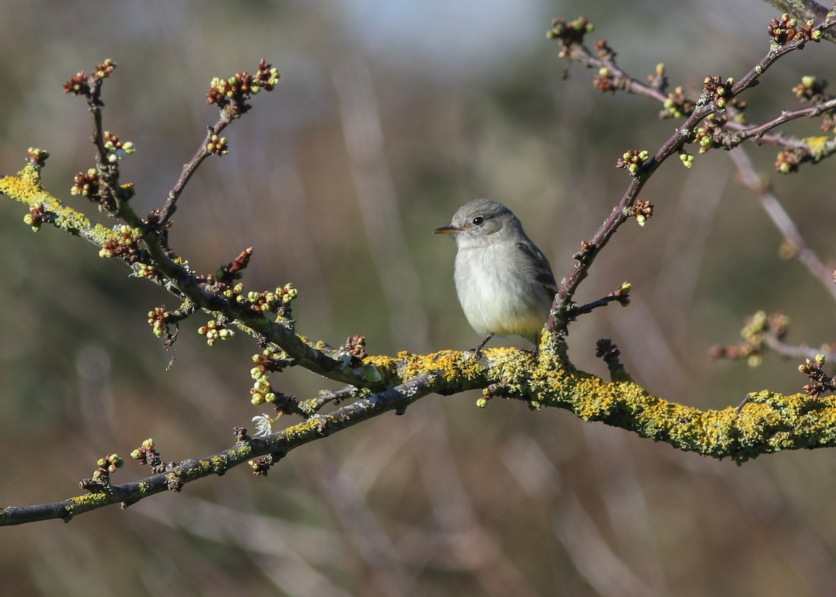 Gray Flycatcher - ML623456067