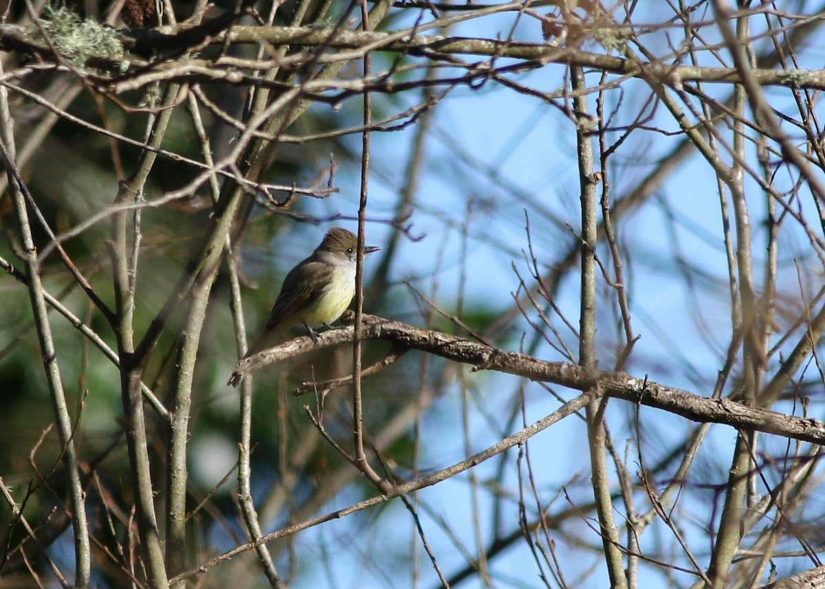 Dusky-capped Flycatcher - ML623456072