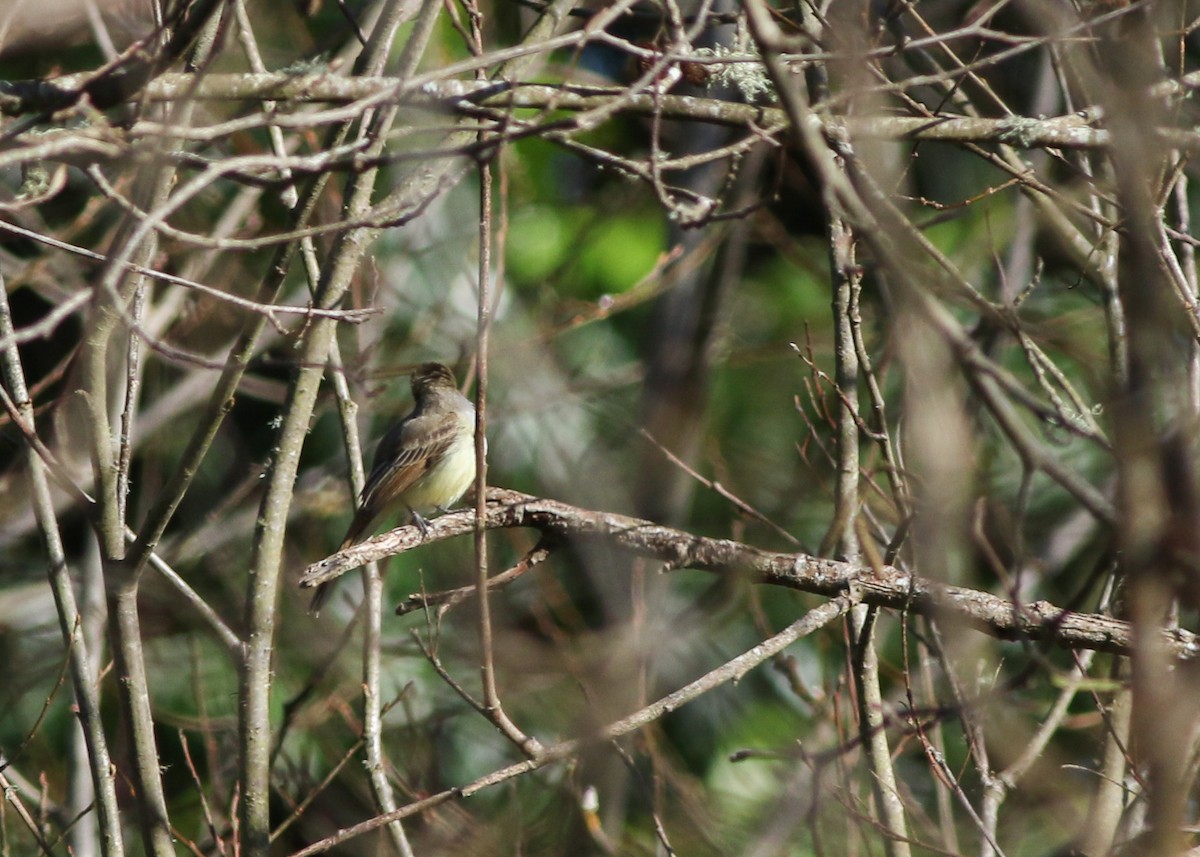 Dusky-capped Flycatcher - ML623456073