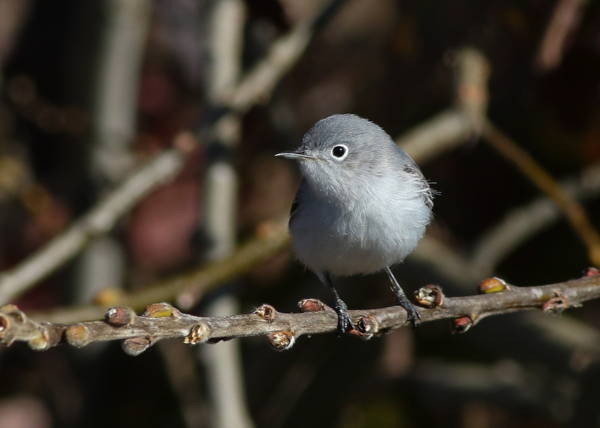 Blue-gray Gnatcatcher - ML623456077