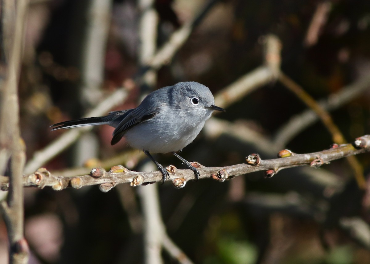 Blue-gray Gnatcatcher - ML623456079