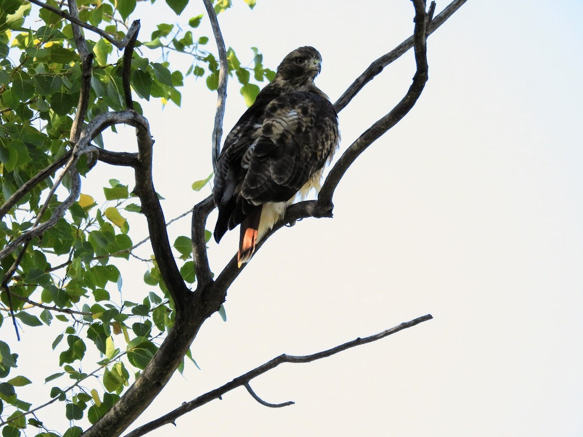 Red-tailed Hawk - patricia kuzma sell