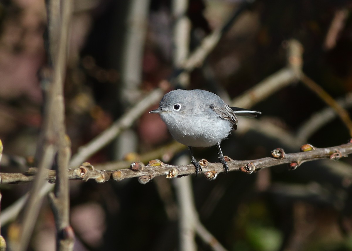 Blue-gray Gnatcatcher - ML623456081