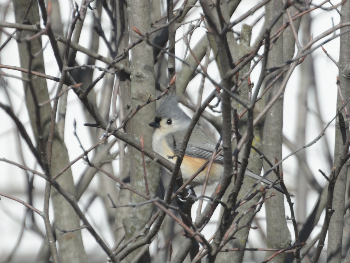 Tufted Titmouse - ML623456112