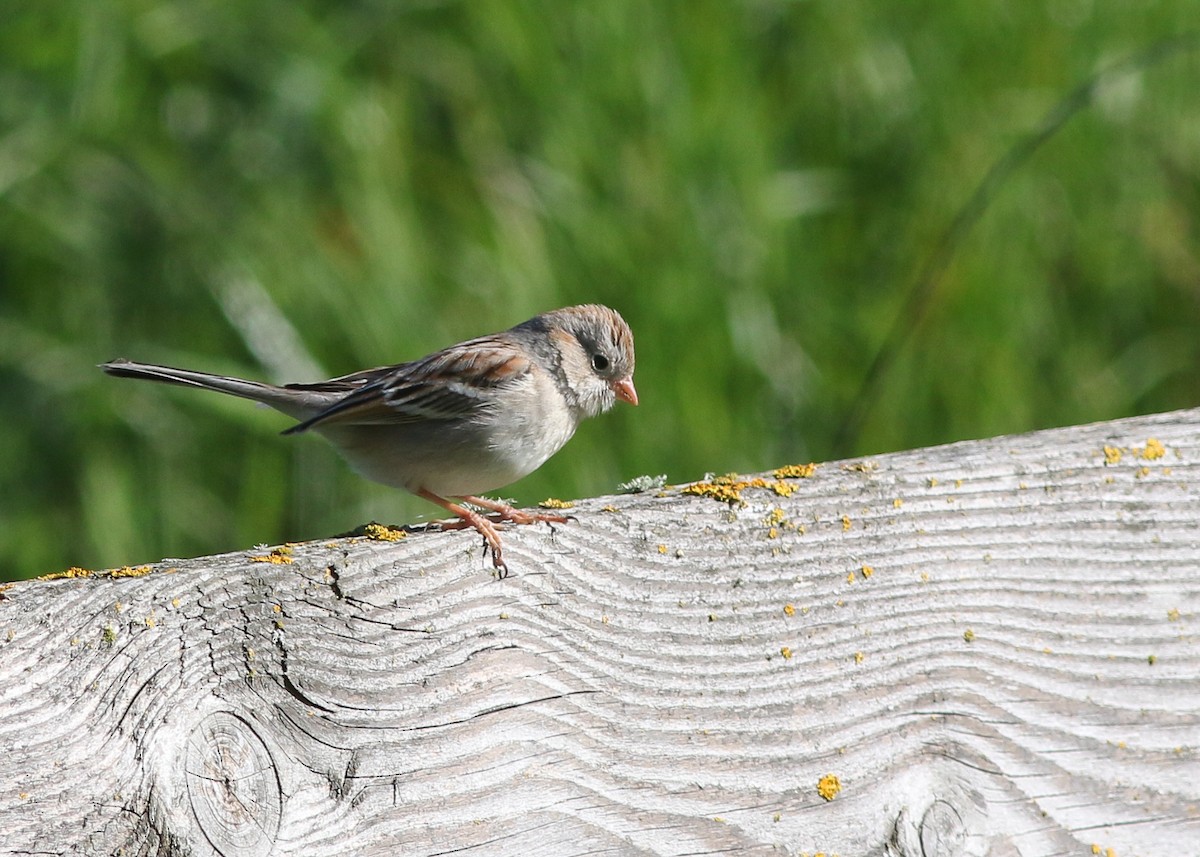 Field Sparrow - Zane Pickus