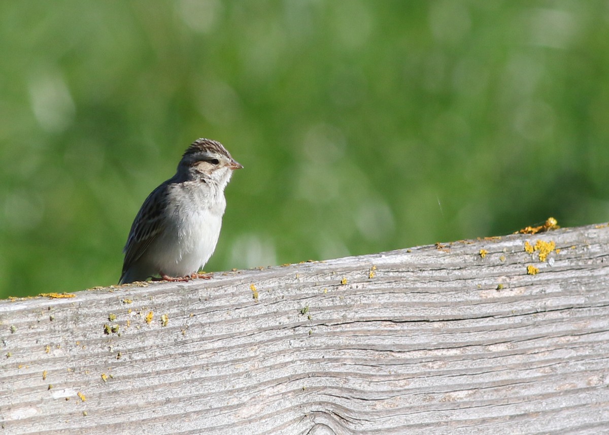 Clay-colored Sparrow - ML623456122