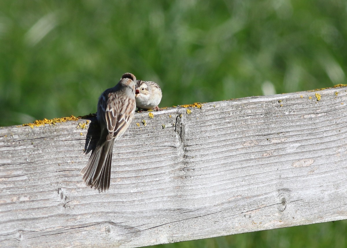 Field Sparrow - ML623456127