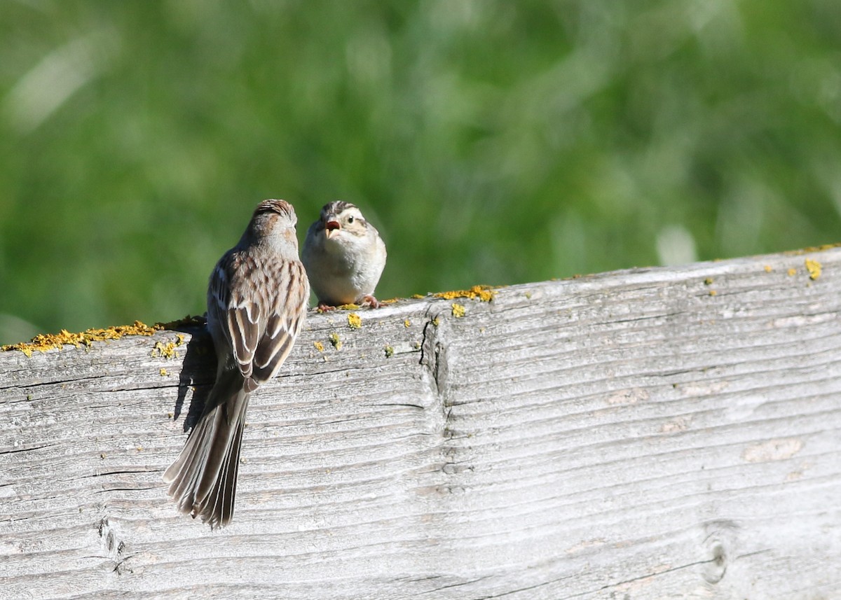 Clay-colored Sparrow - ML623456129