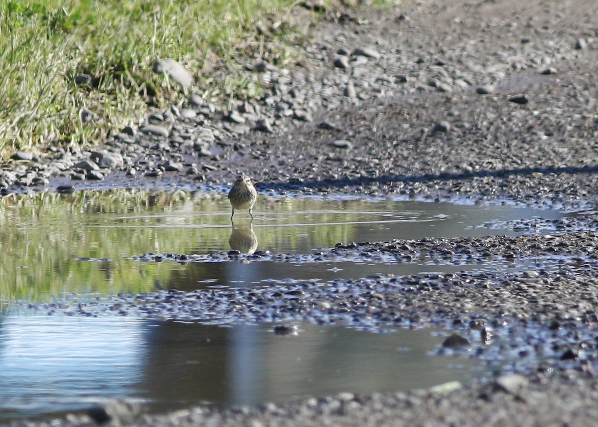 Palm Warbler - ML623456140