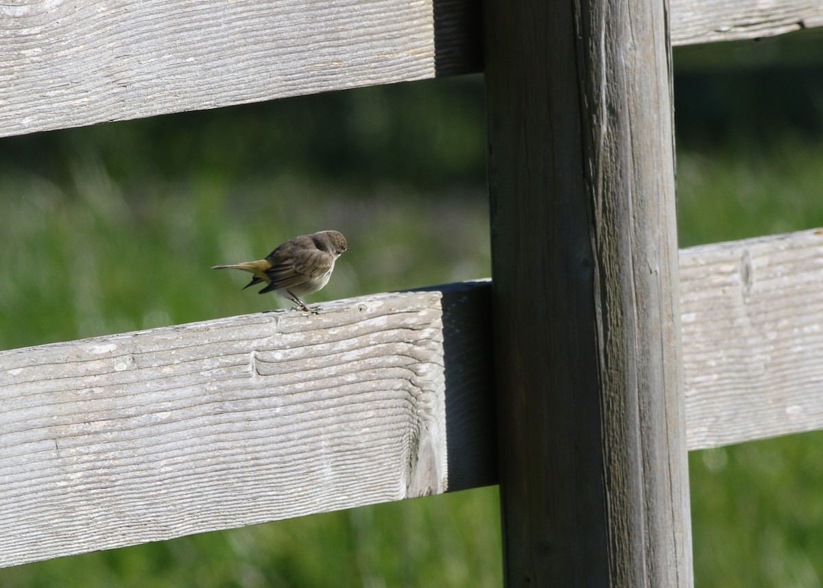 Palm Warbler - ML623456157