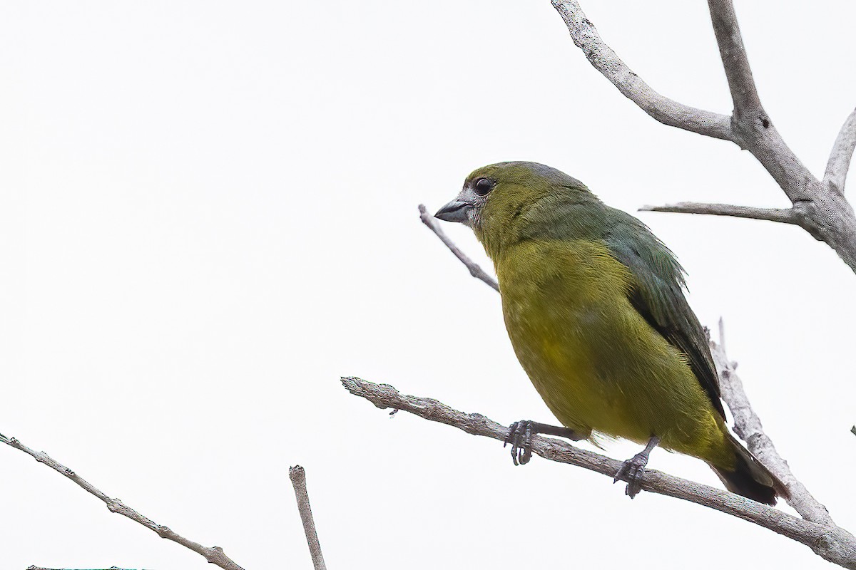 Golden-bellied Euphonia - ML623456201