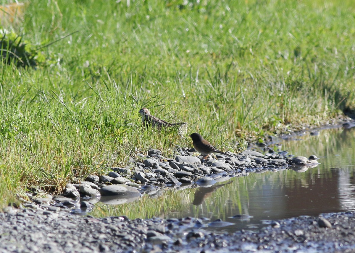 Lark Sparrow - ML623456227