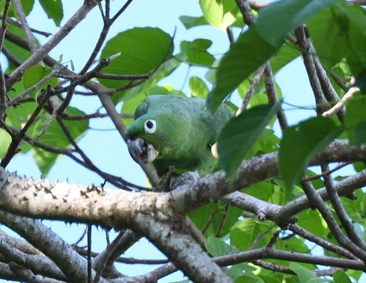 Amazona Harinosa - ML623456301