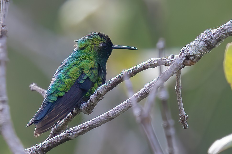 Esmeralda Coliazul - ML623456315