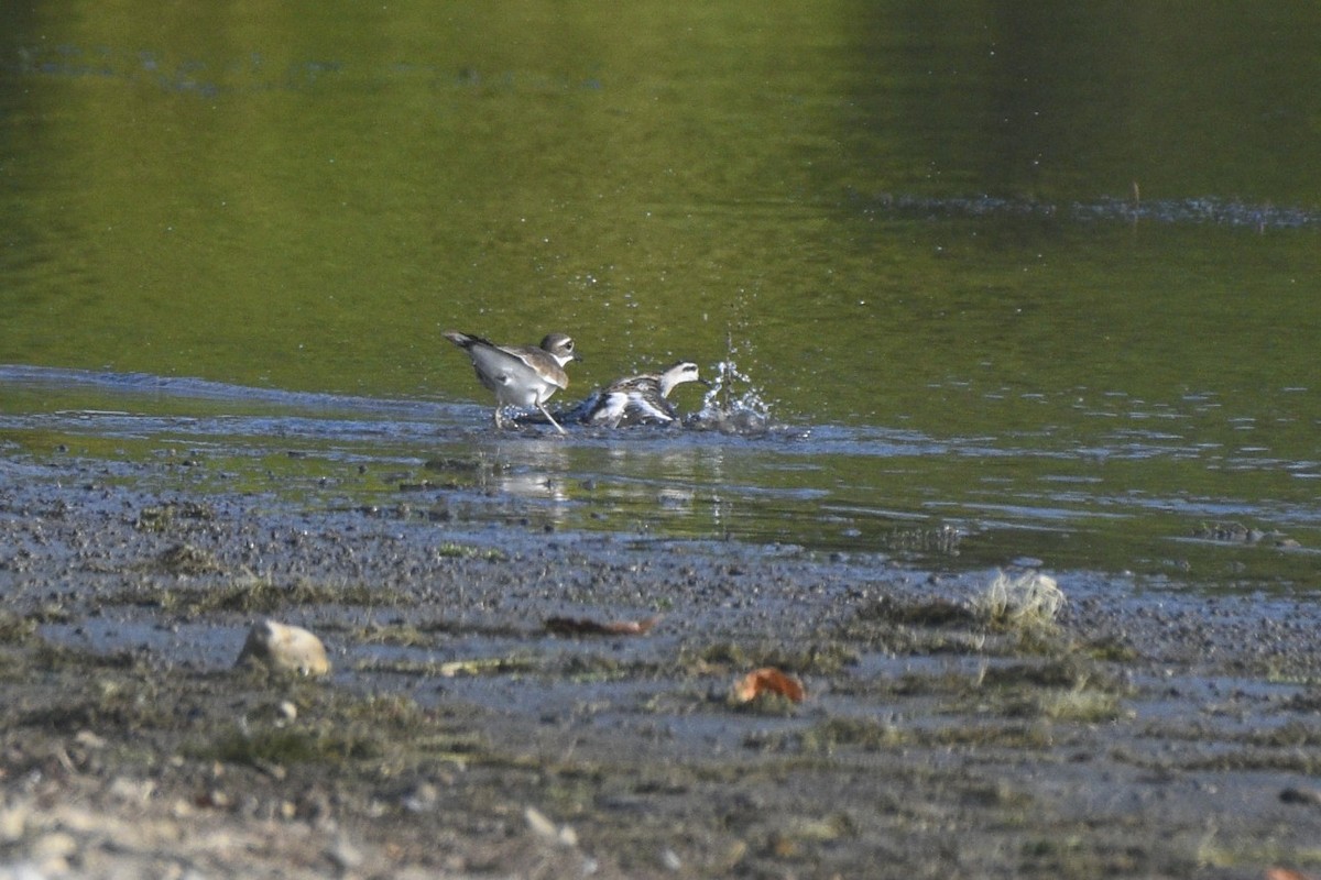 svømmesnipe - ML623456330