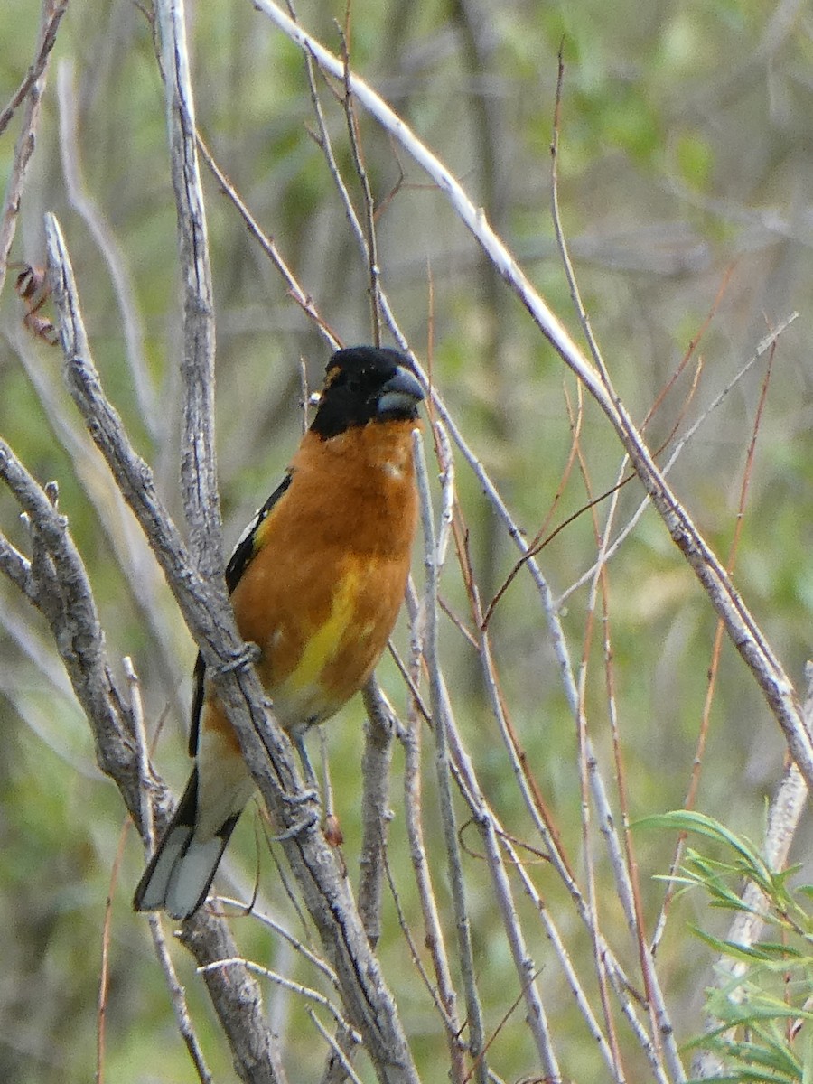 Black-headed Grosbeak - ML623456337