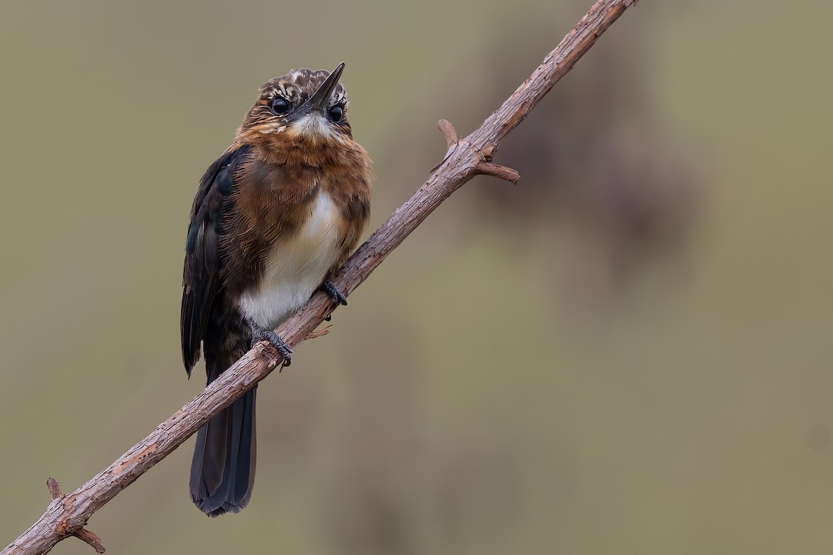 Brown Jacamar - Sergio Porto