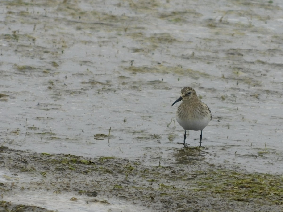 Baird's Sandpiper - ML623456412