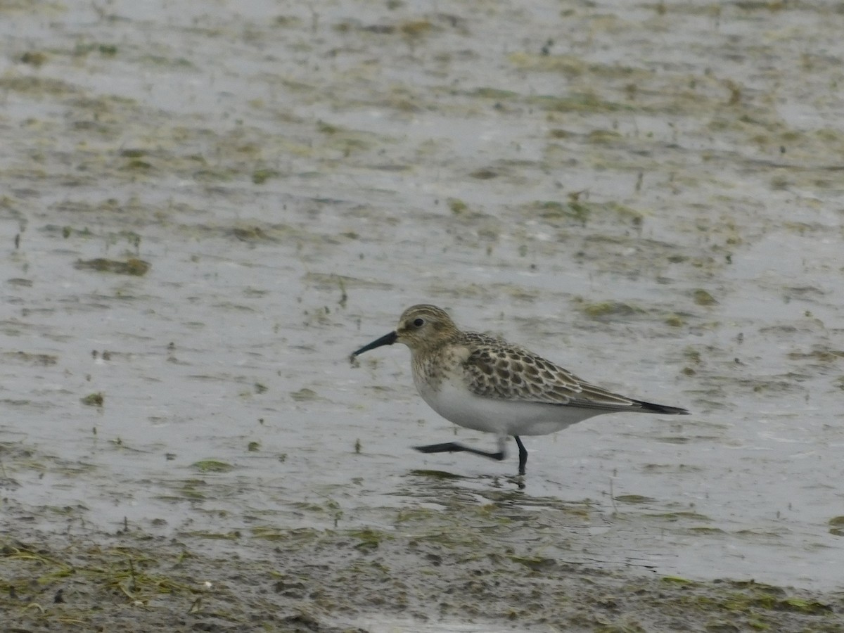 Baird's Sandpiper - ML623456414