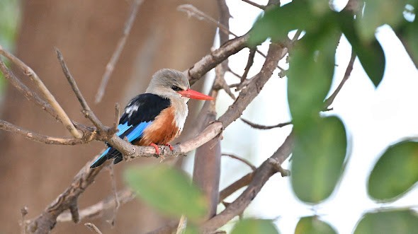 Gray-headed Kingfisher - ML623456472