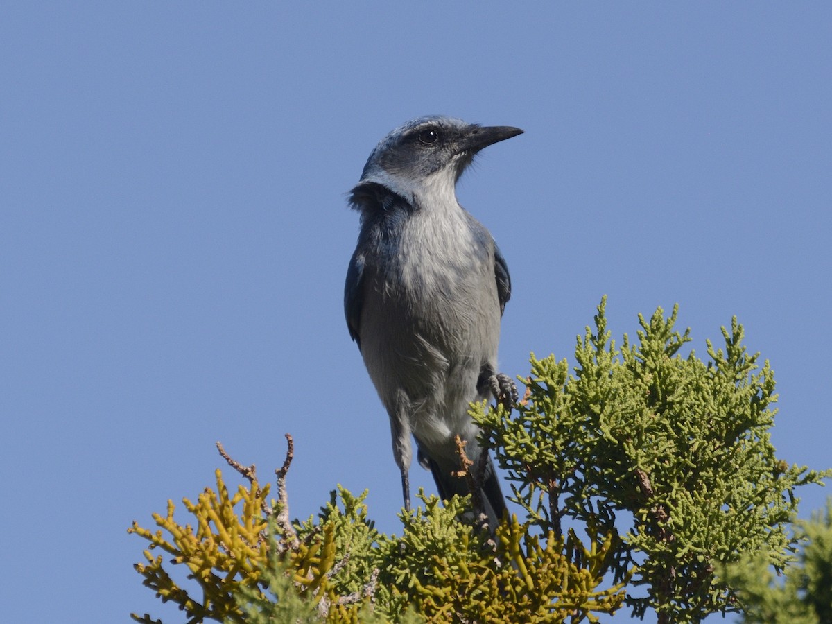 Woodhouse's Scrub-Jay - ML623456512