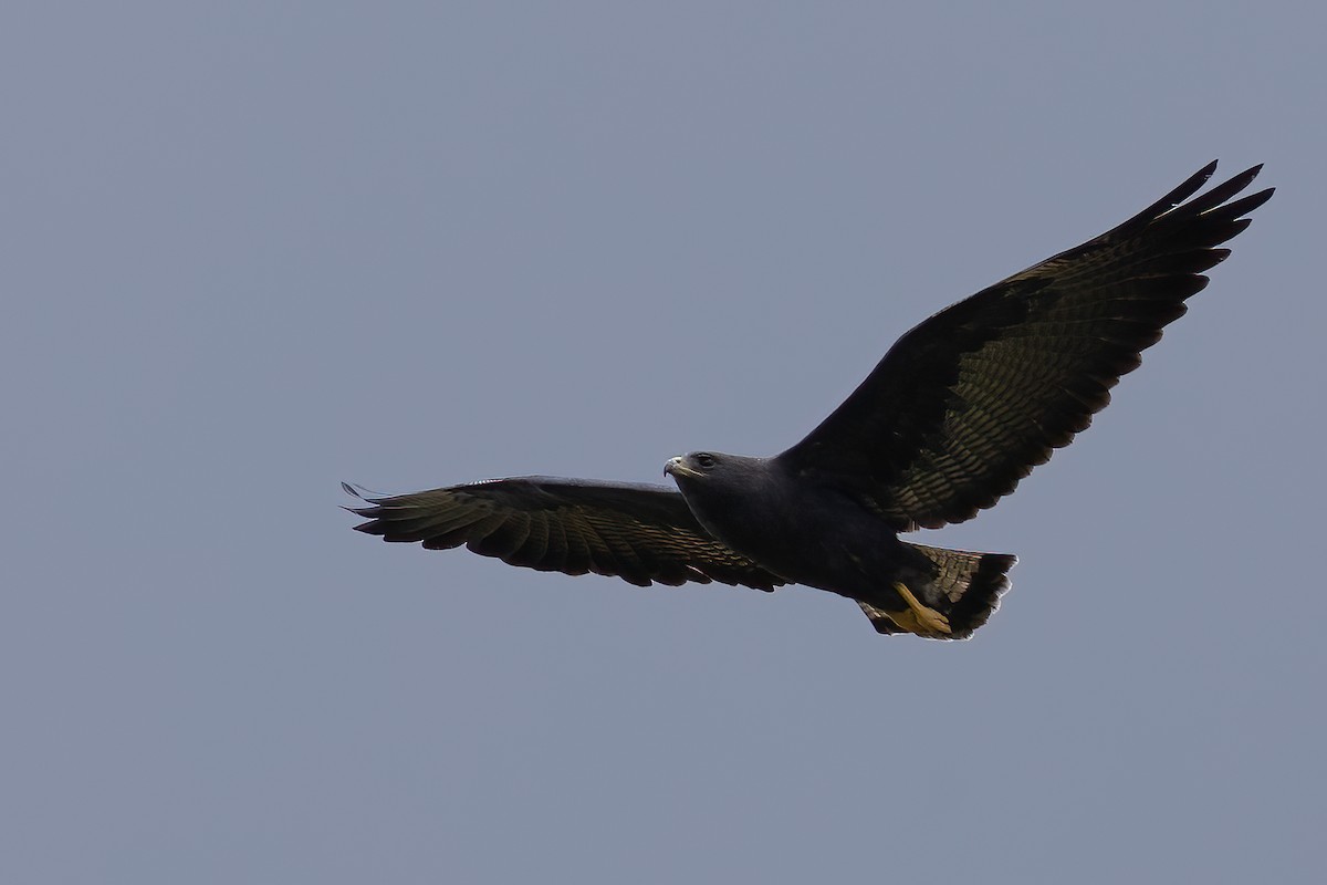 White-tailed Hawk - ML623456519