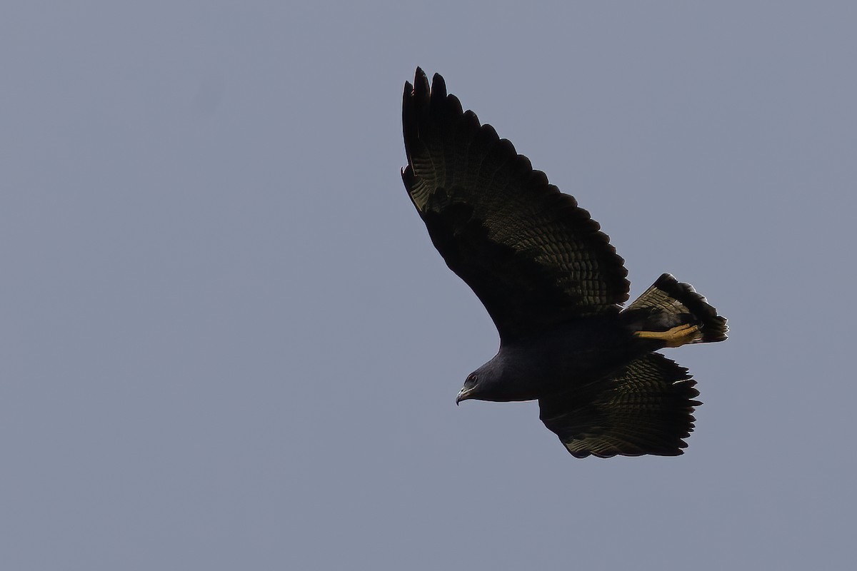 White-tailed Hawk - ML623456520