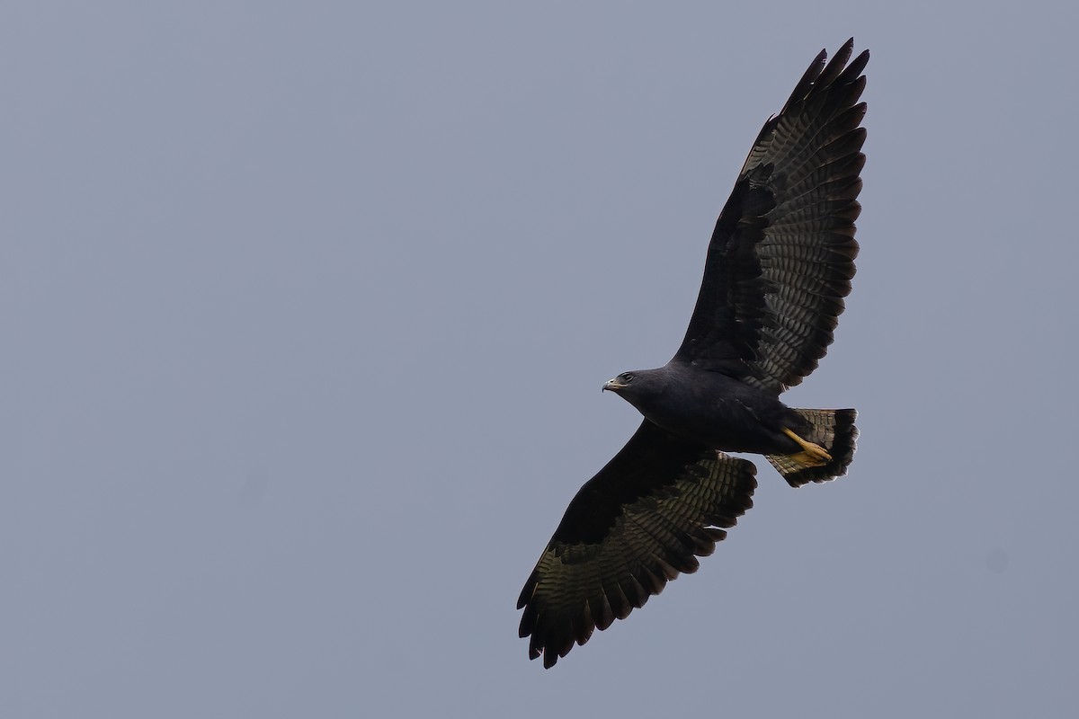 White-tailed Hawk - ML623456521