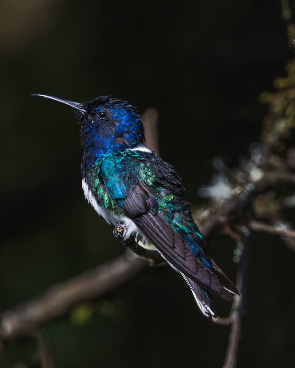 White-necked Jacobin - ML623456547