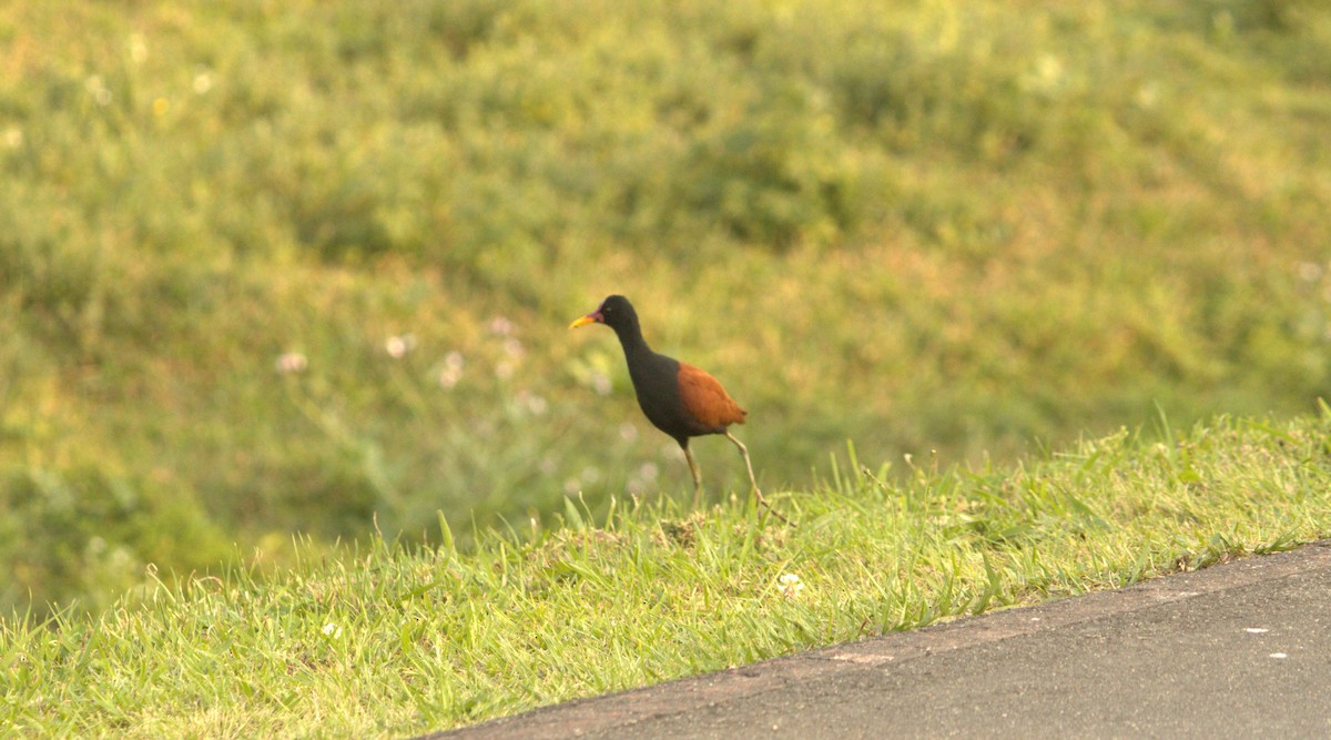 ナンベイレンカク（jacana グループ） - ML623456674