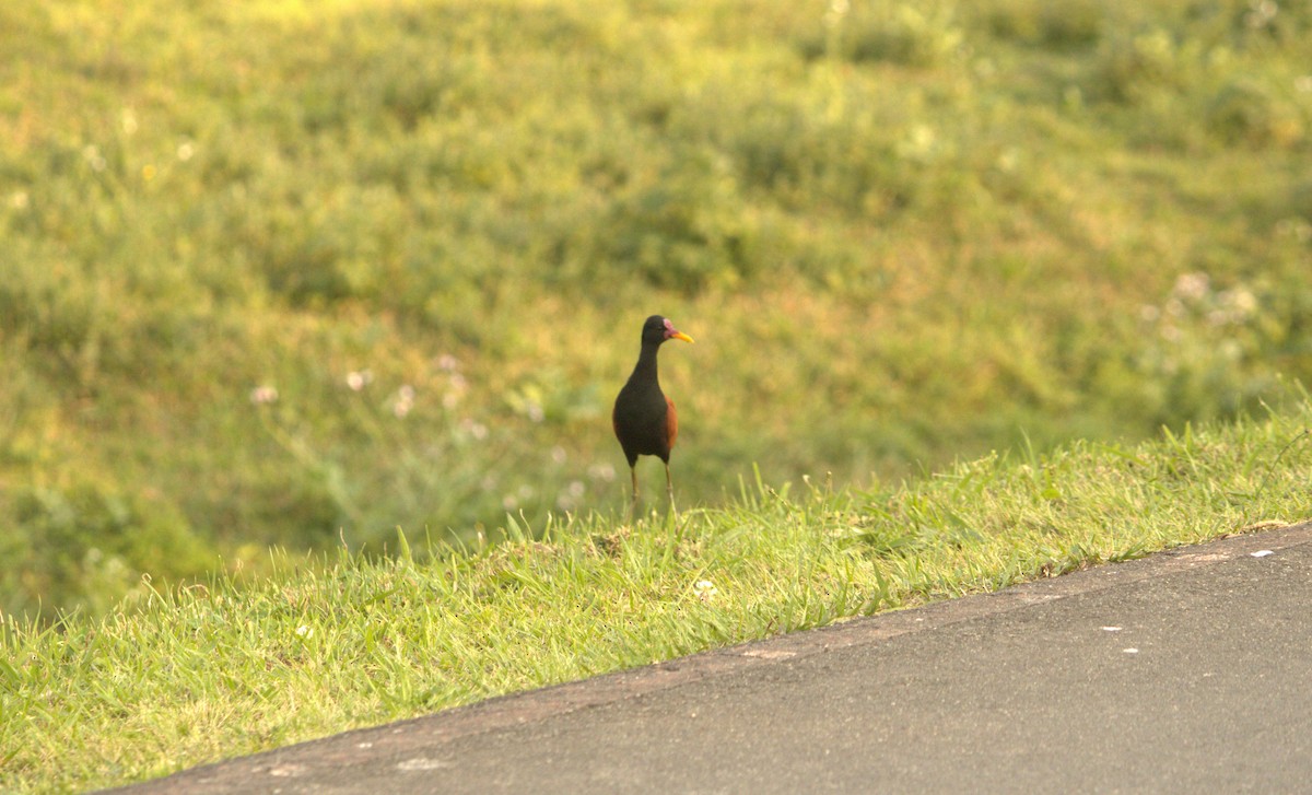 ナンベイレンカク（jacana グループ） - ML623456675