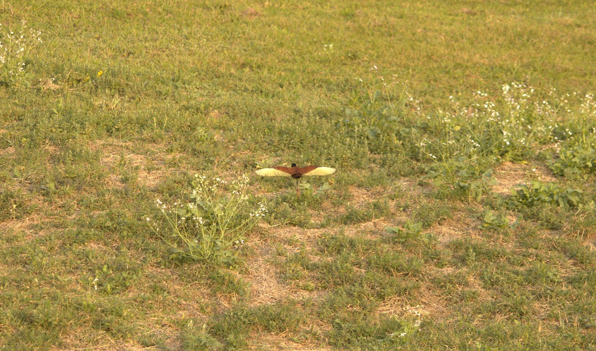 ostnák jihoamerický [skupina jacana] - ML623456676