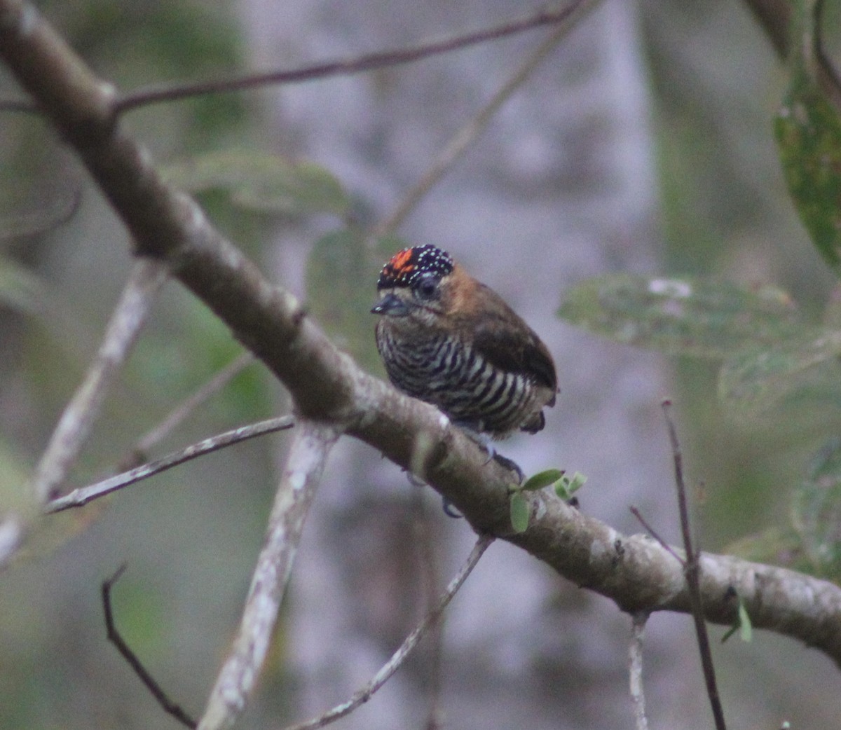 Ochre-collared Piculet - ML623456734