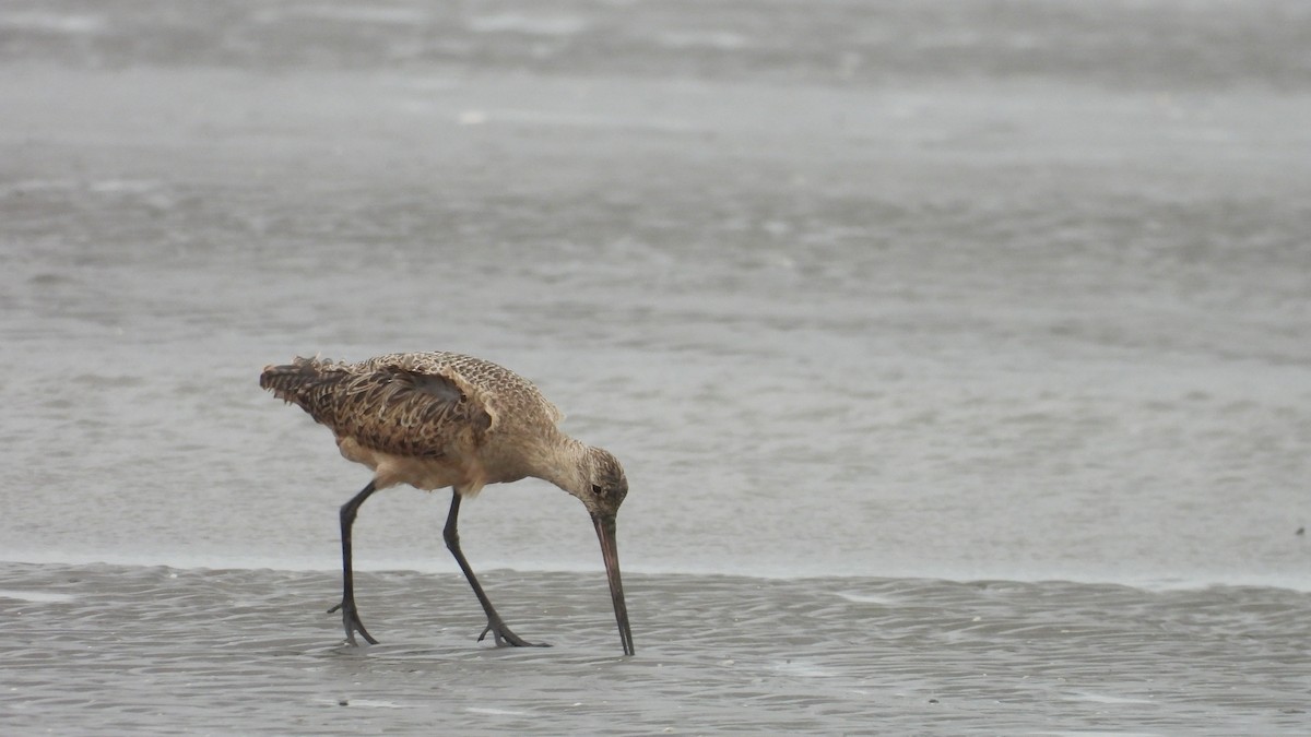 Marbled Godwit - ML623456741