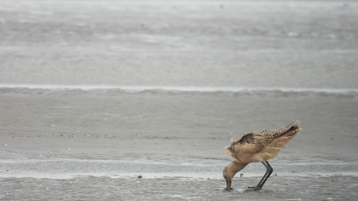 Marbled Godwit - ML623456742