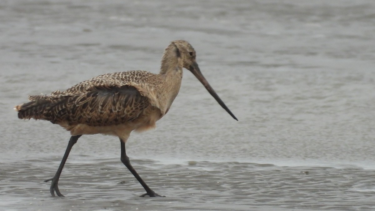 Marbled Godwit - ML623456743