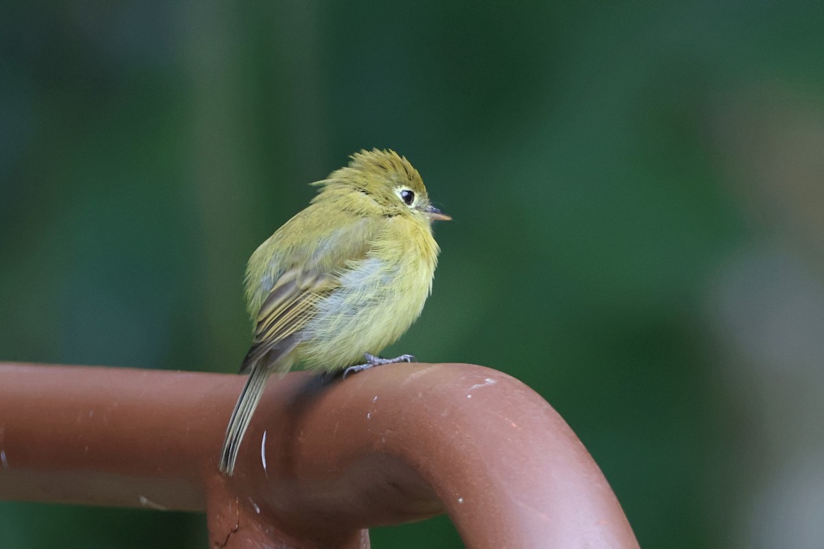 Yellowish Flycatcher - ML623456783