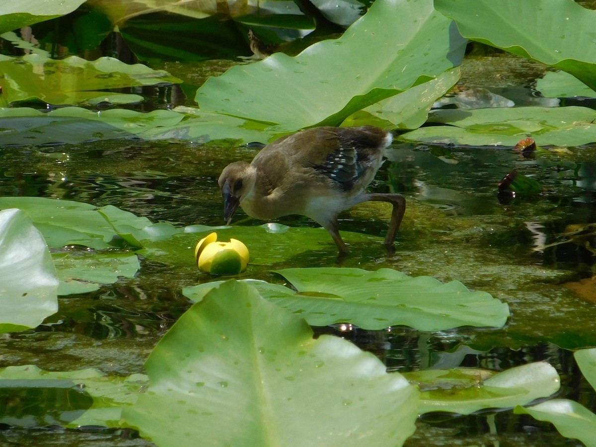 Purple Gallinule - ML623456786