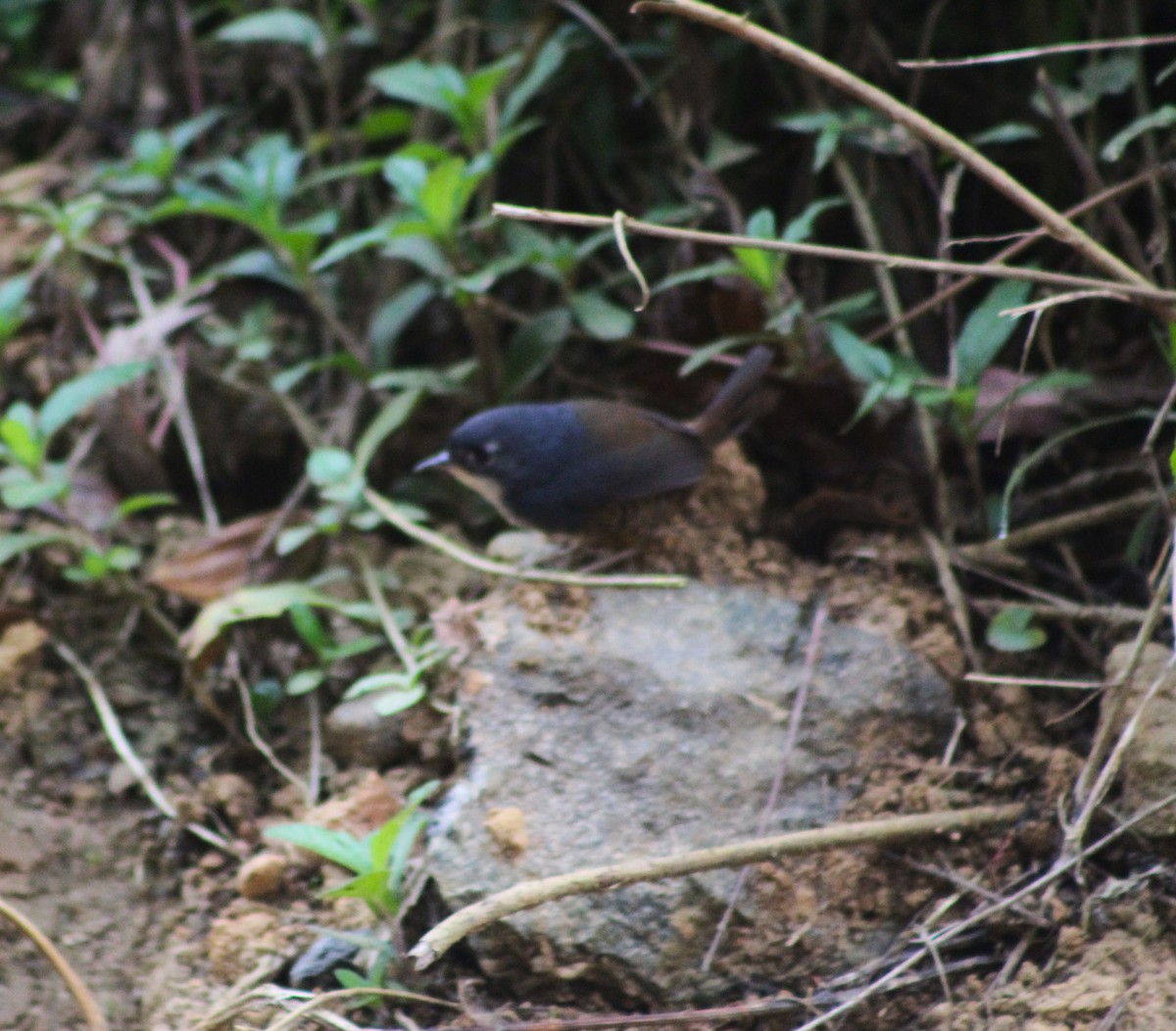 White-breasted Tapaculo - ML623456788