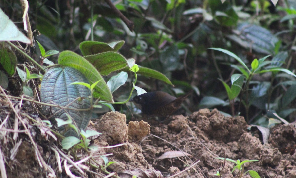 White-breasted Tapaculo - ML623456789