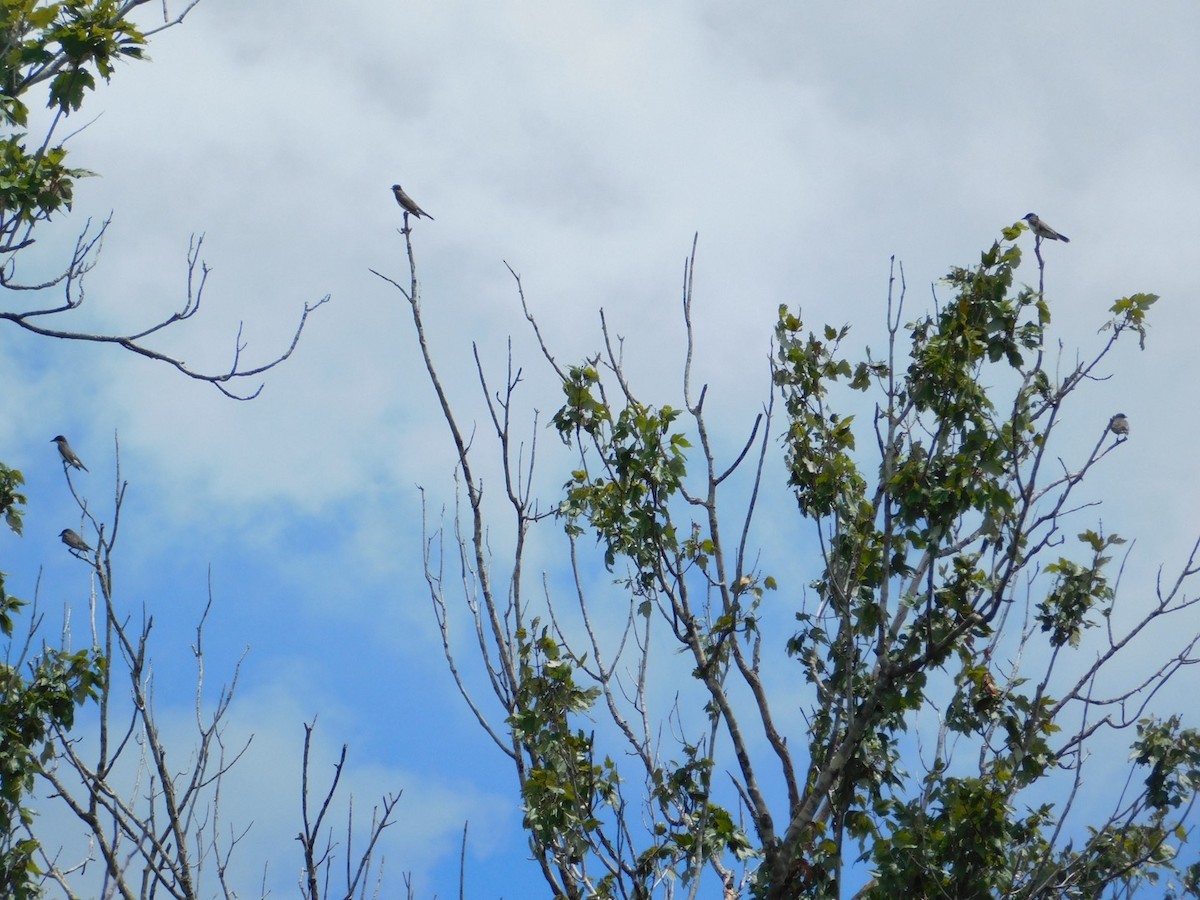 Eastern Kingbird - ML623456806