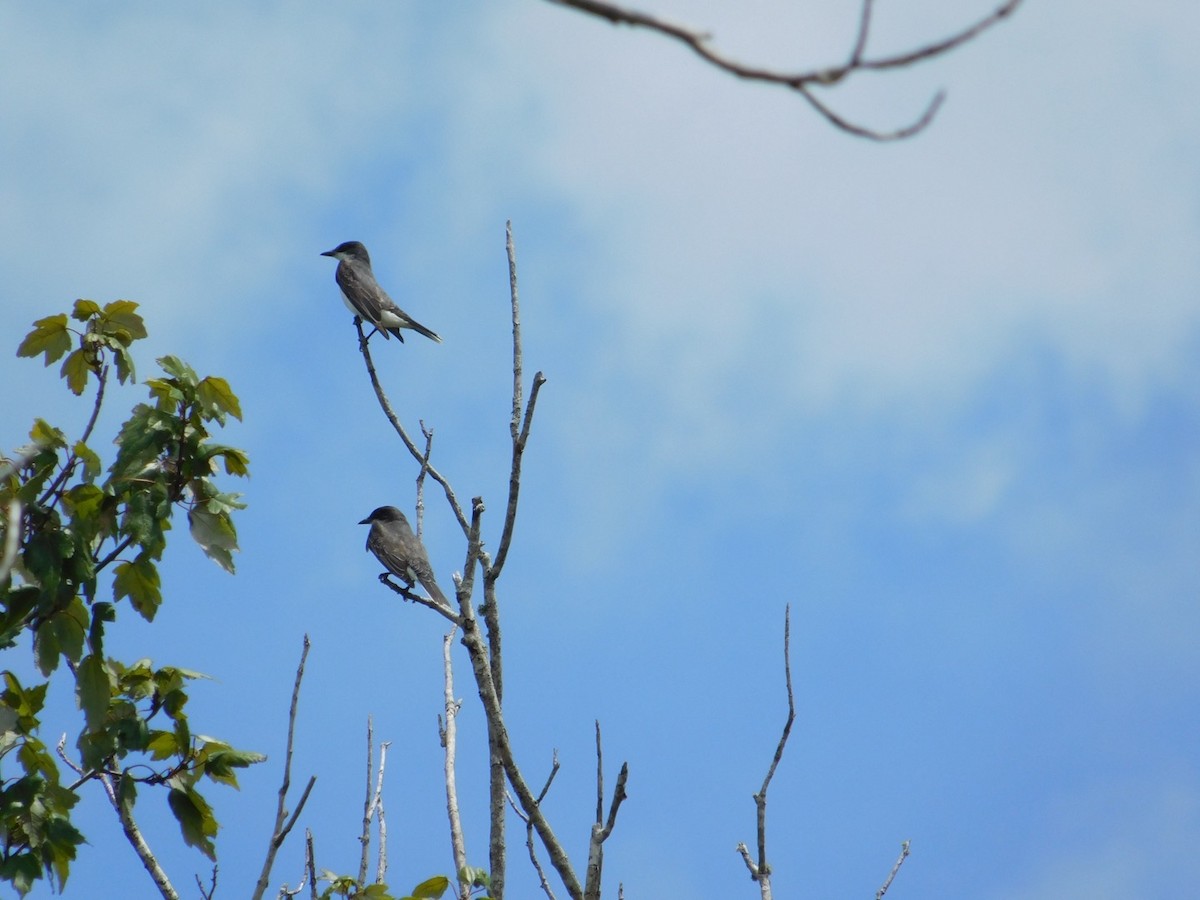 Eastern Kingbird - ML623456807